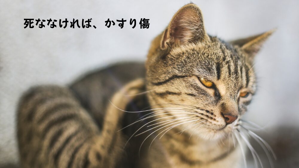 猫が首を掻いている画像と「死ななければ、かすり傷」